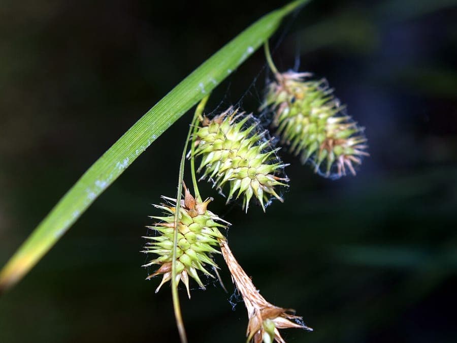 Flessenborsteluitzegge met karakteristieke bottlebrush-bloemen