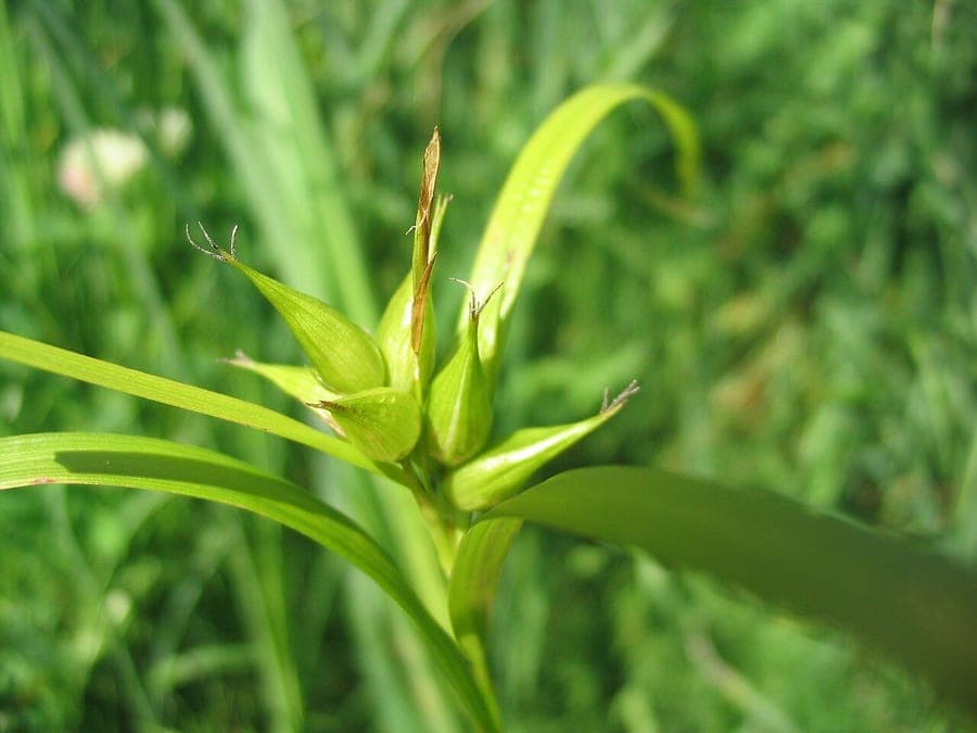 Carex intumescens in a damp woodland edge, showing swollen green seed heads above the foliage.