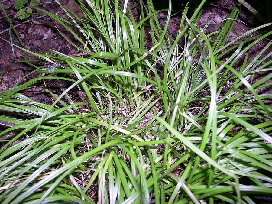 Slender grass-textured sedge in woodland landscape