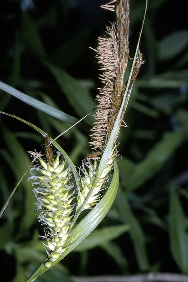 Carex lacustris mit robustem Wuchs und kompakten Blutenstandern an Wasserkanten
