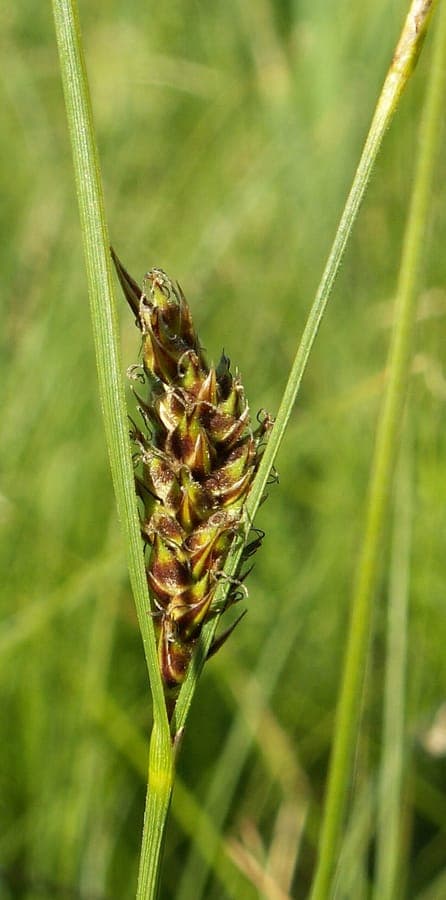 Fadensegge (Carex lasiocarpa) am Teichufer, mit schmalen grünen Blättern und braunen Blütenähren.
