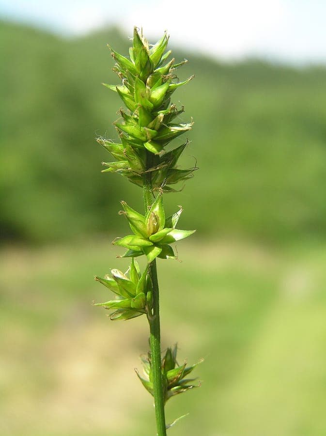 Grassland sedge (Carex leersii) thriving in a shaded, damp woodland edge setting