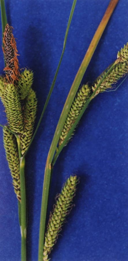 Lakeshore sedge plant met karakteristieke groeiwijze