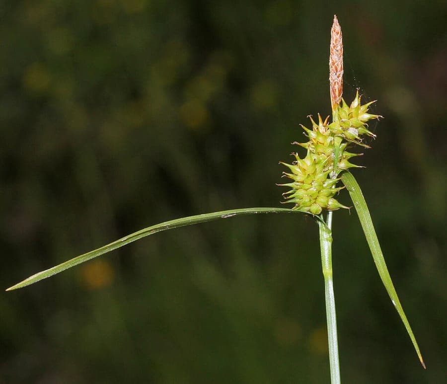 Carex lepidocarpa groeipatroon