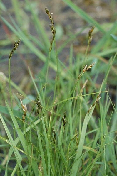 Hazenzegge (Carex leporina) in volle groei op een vochtige plek in de tuin, met zachte, ovale aren boven het blad