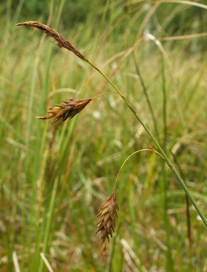 Bog sedge in a damp peatland environment with fine greenish flower spikes