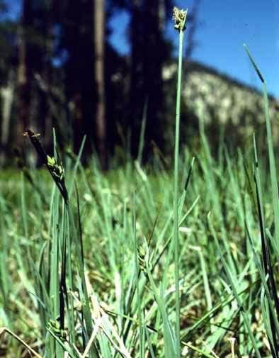 Carex livida dans un jardin naturel avec des plumets verts clairs