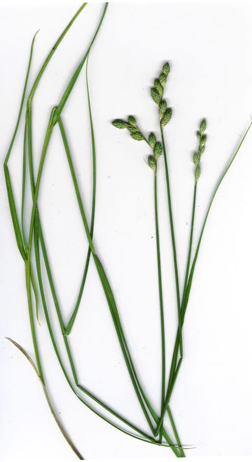 Long's zegge met karakteristiek groen-wit blad