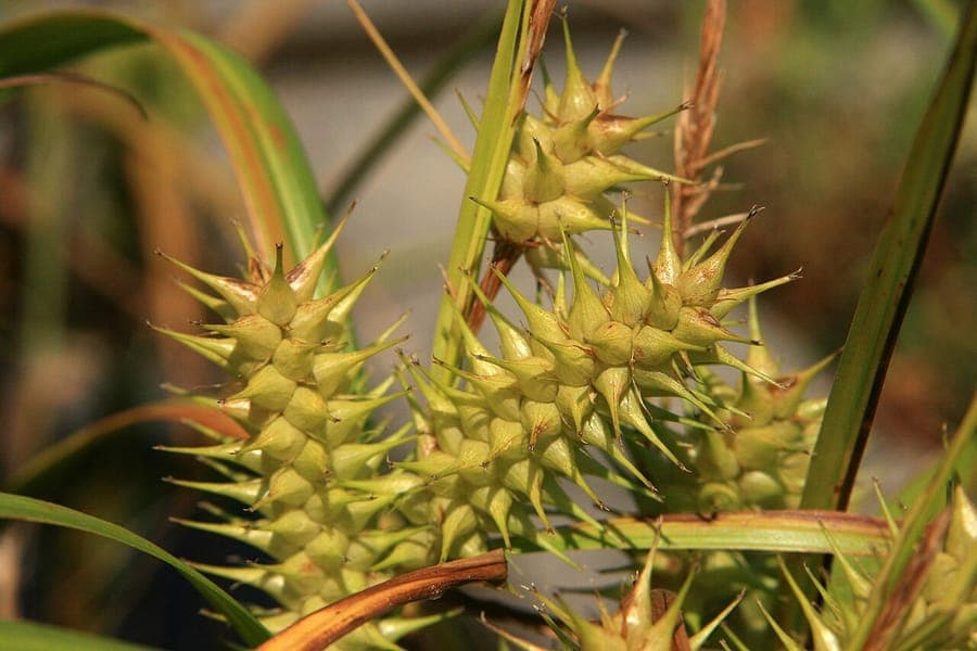 Carex lupuliformis met karakteristieke hopachtige vruchthoopjes