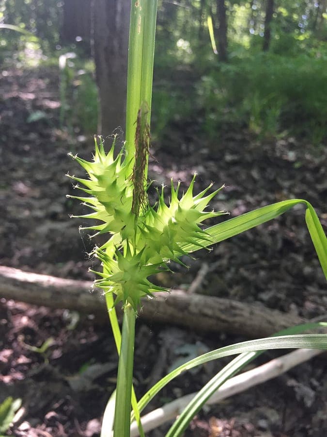 Carex lupulina hop sedge with distinctive hop-like seed heads