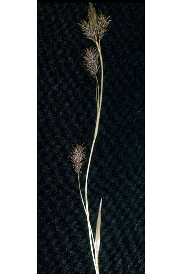 Carex luzulina growing in alpine terrain