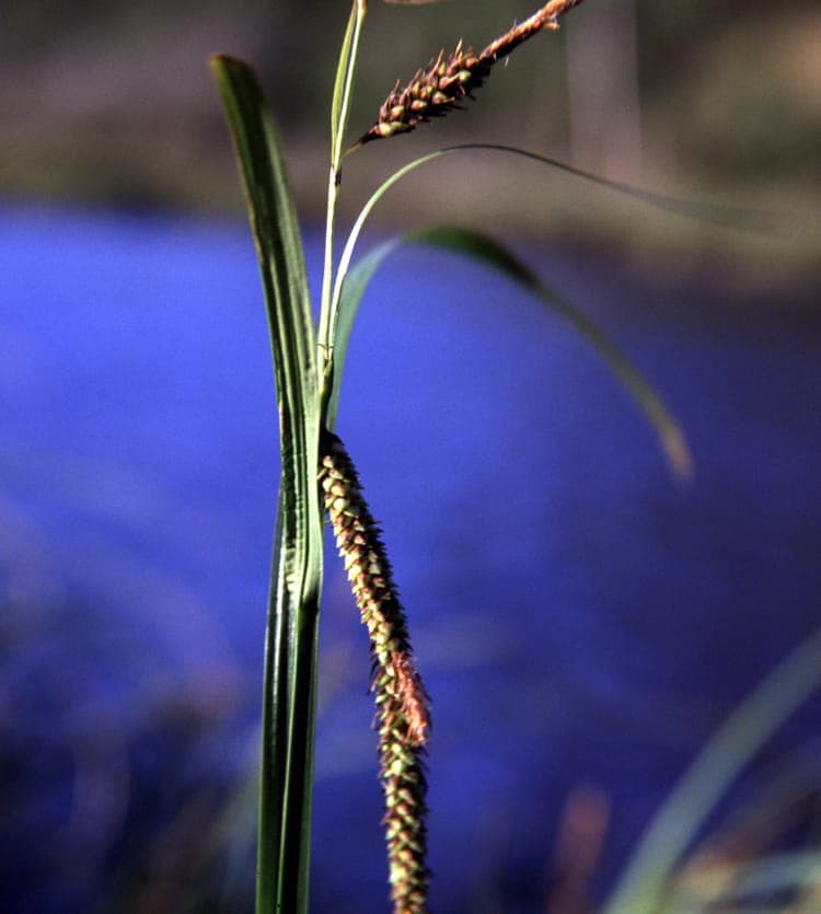 Carex lyngbyei habitat