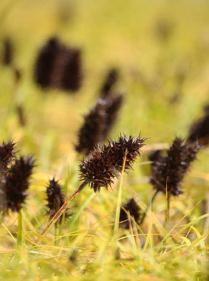 Large-head sedge showing characteristic large seed heads