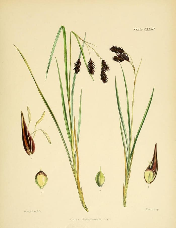 Magellans-Segge an einem feuchten Waldsaum mit Moos und Farne.