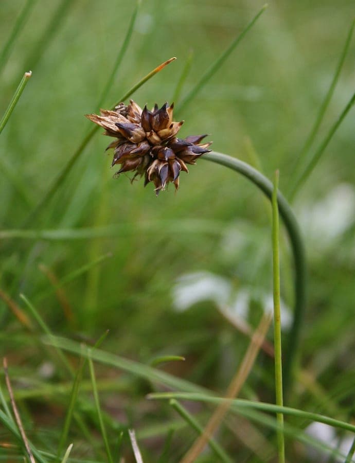 Zeezegge in een vochtige tuinrand met lichtgroene bladeren en fijne aren