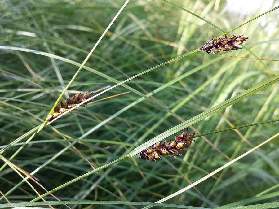 Great plains sedge with dark spikes