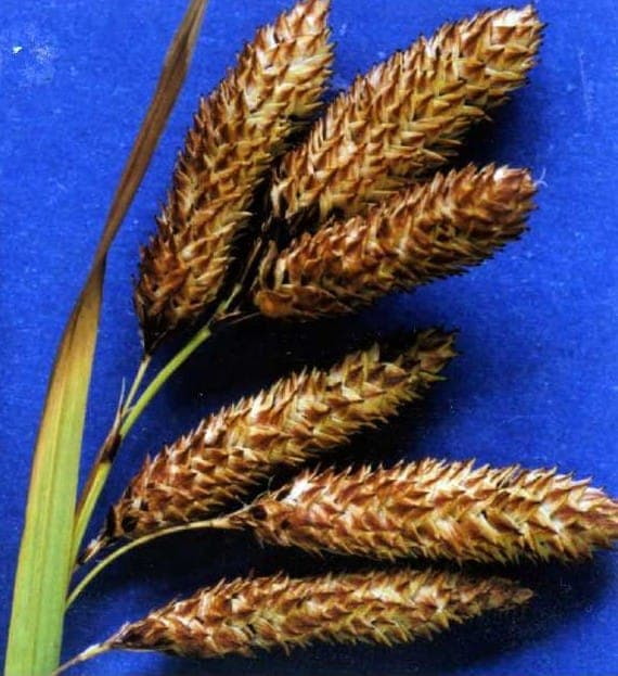 Mertenss Segge (Carex mertensii) mit feinen grünen Blattfasern