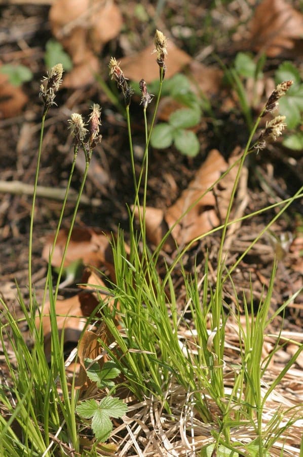 Carex montana en milieu forestier, avec ses fines feuilles vert clair arquées, en début de printemps
