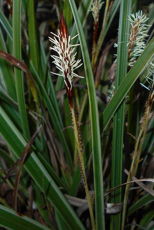 Carex morrowii mit feinem grunem Laub in schattiger Waldumgebung