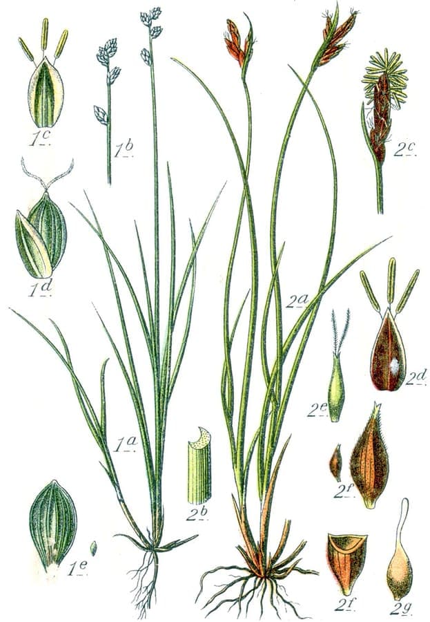 Carex mucronata mit charakteristischen stacheligen Bluetenkoepfchen