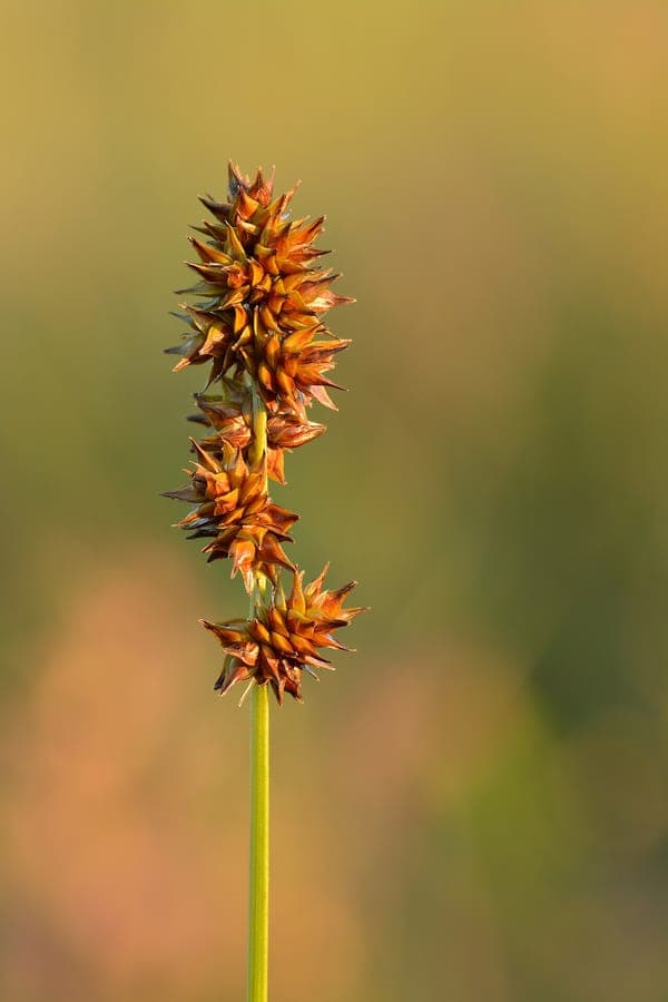 Rough sedge (Carex muricata) thriving in a damp, partly shaded garden bed with surrounding native plants
