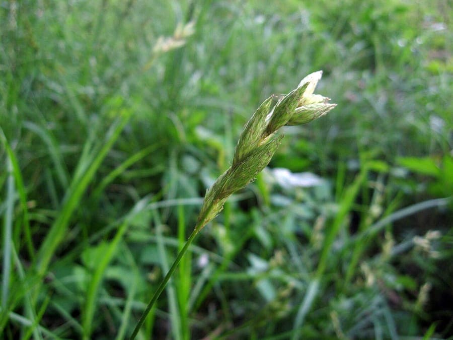 Muskingum sedge (Carex muskingumensis) in full bloom, forming a fountain-like clump with arching evergreen foliage near a garden pond