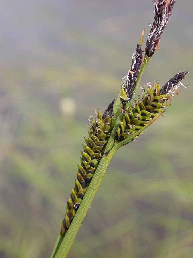 Black sedge (Carex nigra) in a damp meadow setting, showing fine dark green foliage and upright flower spikes
