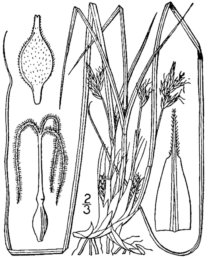 Schwarzrand-Segge mit charakteristischen schwarzumrandeten Blattern