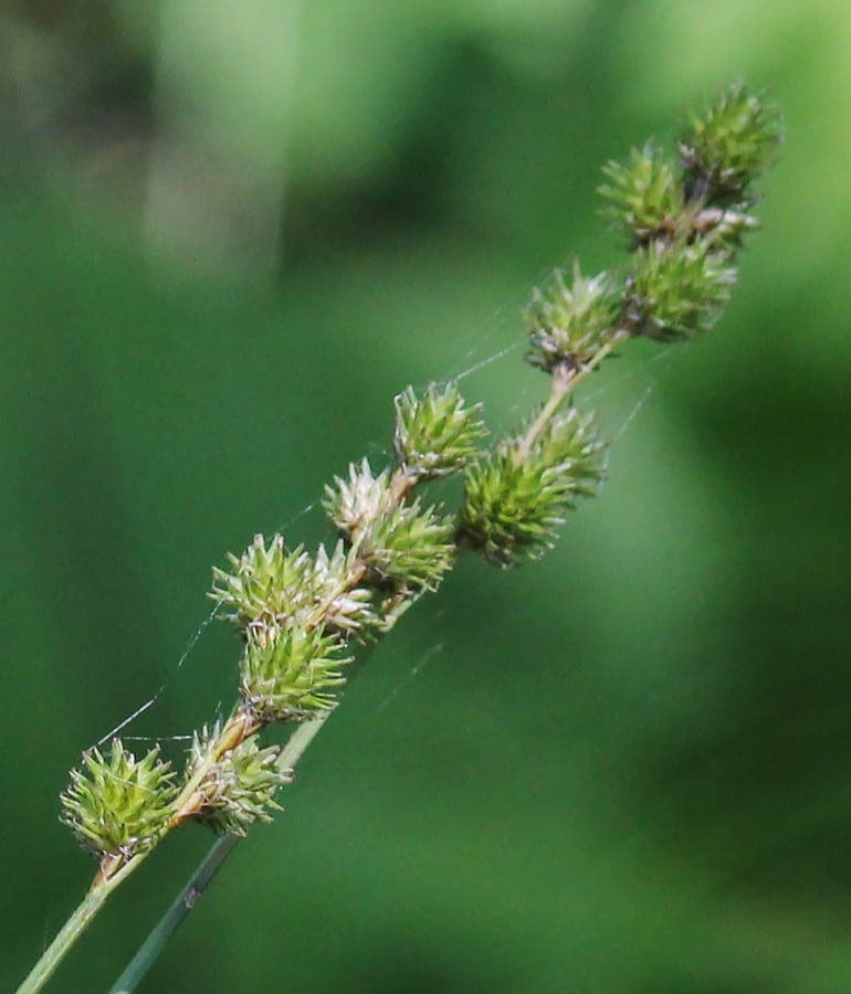 Carex normalis Pflanze mit feinen Blattern