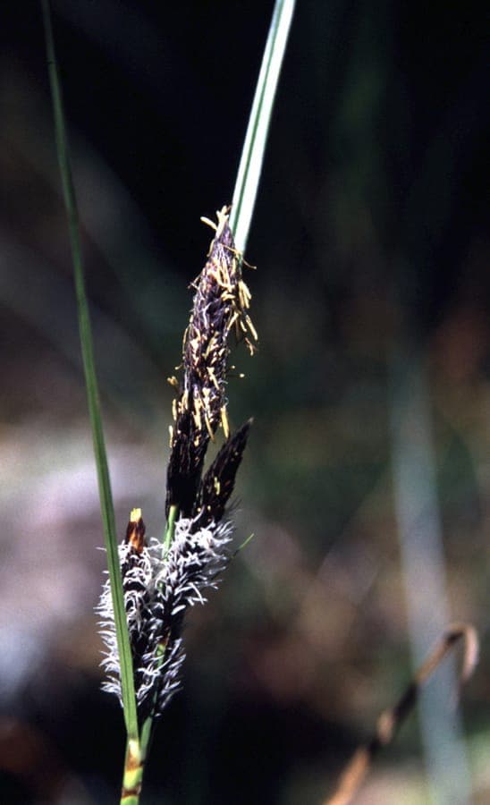 Carex obnupta Sumpf-Segge mit langen dunkelgruenen Blaettern am Teichrand