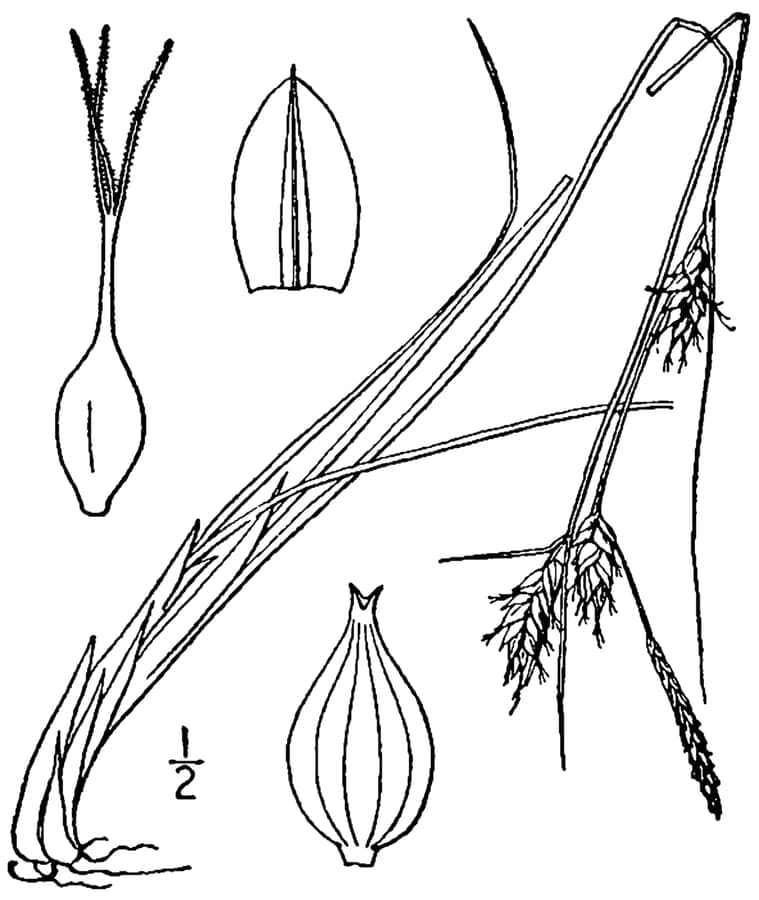 Carex oligosperma Segge Pflanze
