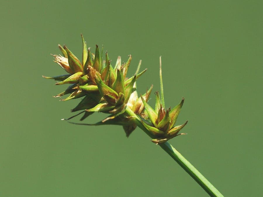 False fox sedge (Carex otrubae) in a damp garden border with soft green foliage and emerging brown flower spikes in spring light