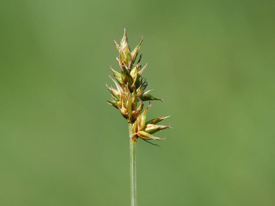 Dichte, feine Blätter von Carex pairae in einer schattigen, feuchten Ecke des Gartens