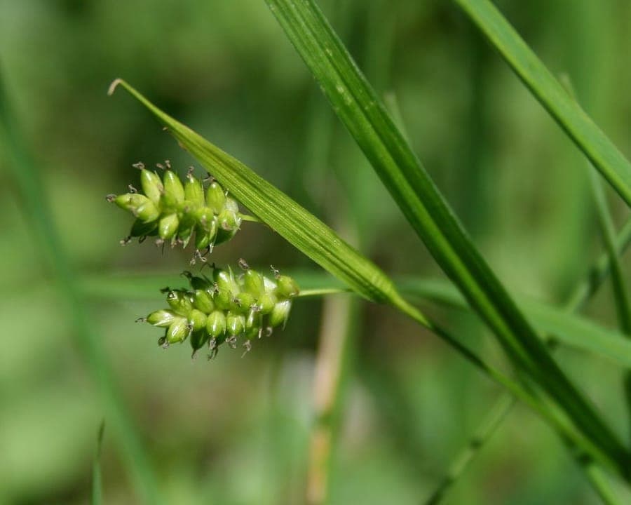 Pale sedge (Carex pallescens) growing in a damp woodland border with ferns and moss