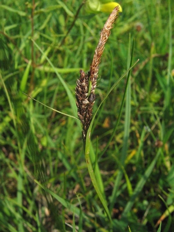 Carnat sedge in a woodland garden with morning dew clinging to its fine stems