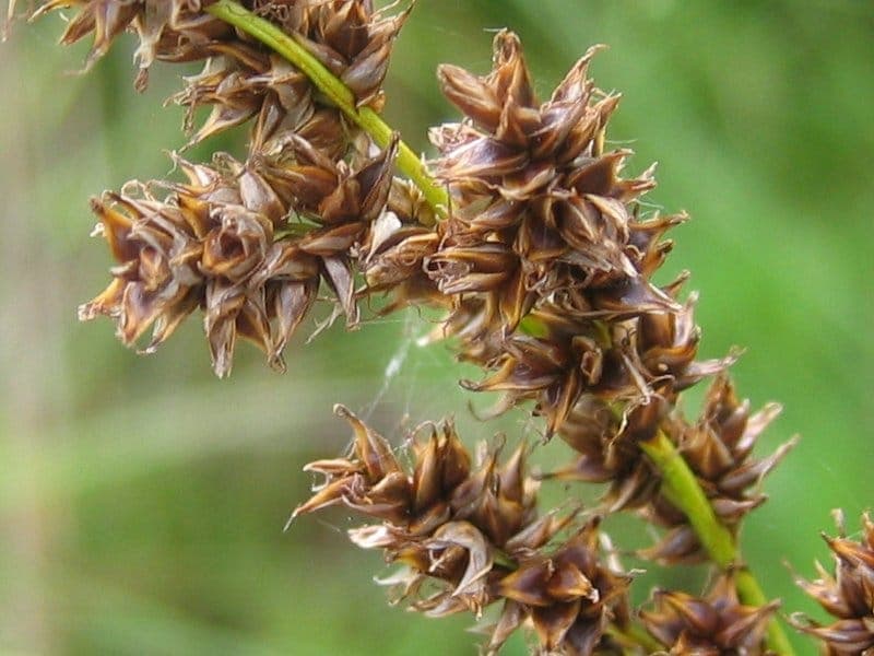 Greater tussock sedge (Carex paniculata) thriving in a damp woodland edge