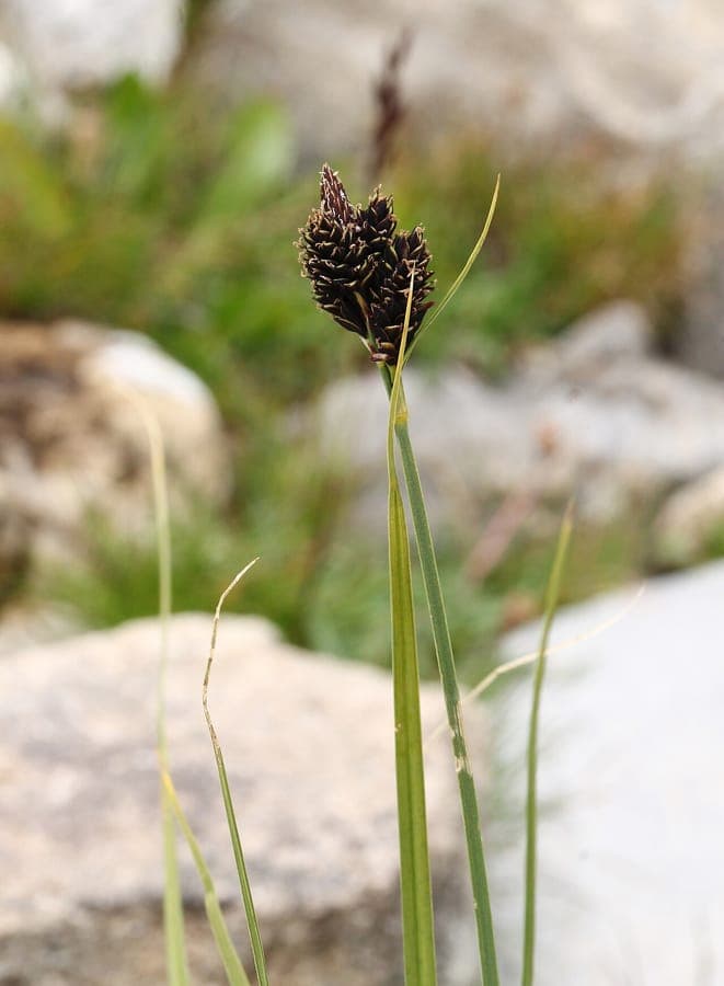 Russet sedge as groundcover