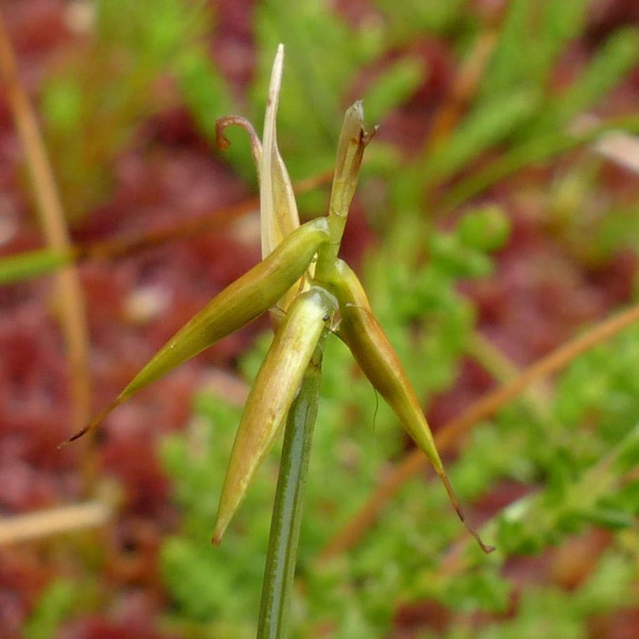 Fewflower sedge in full growth along a pond edge, showing narrow green leaves and delicate yellow flower spikes.