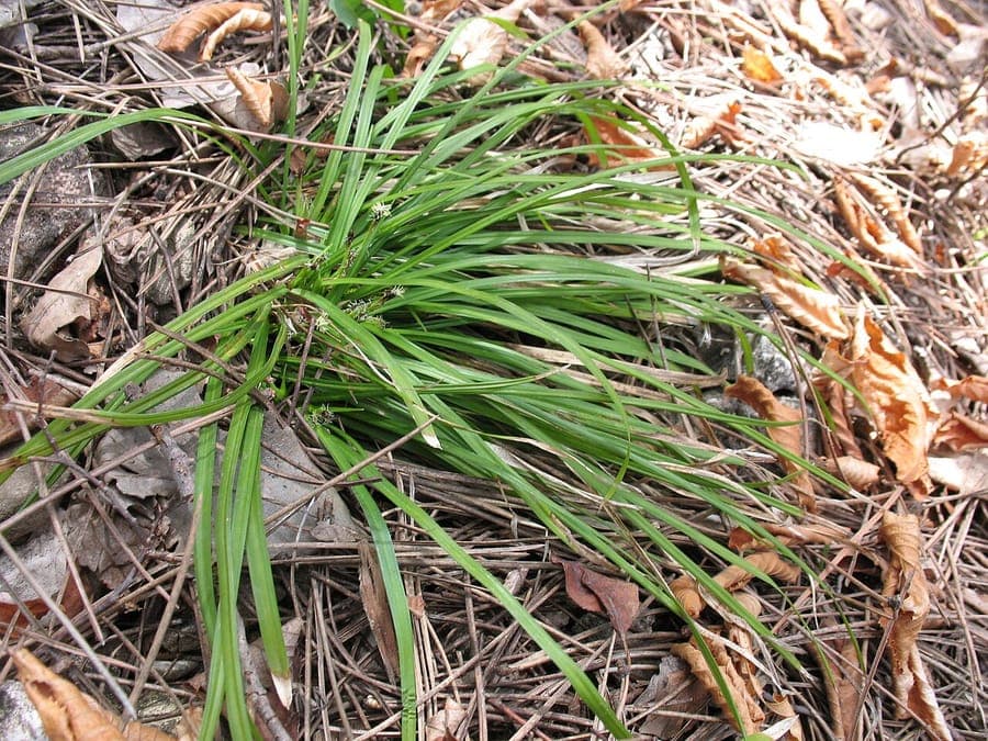 Longstalk Sedge with long thin flower stems