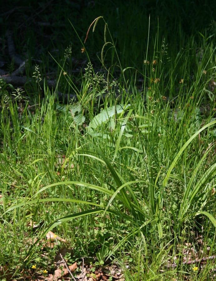 Drooping sedge with long, hanging flower spikes in a shaded, moist garden bed