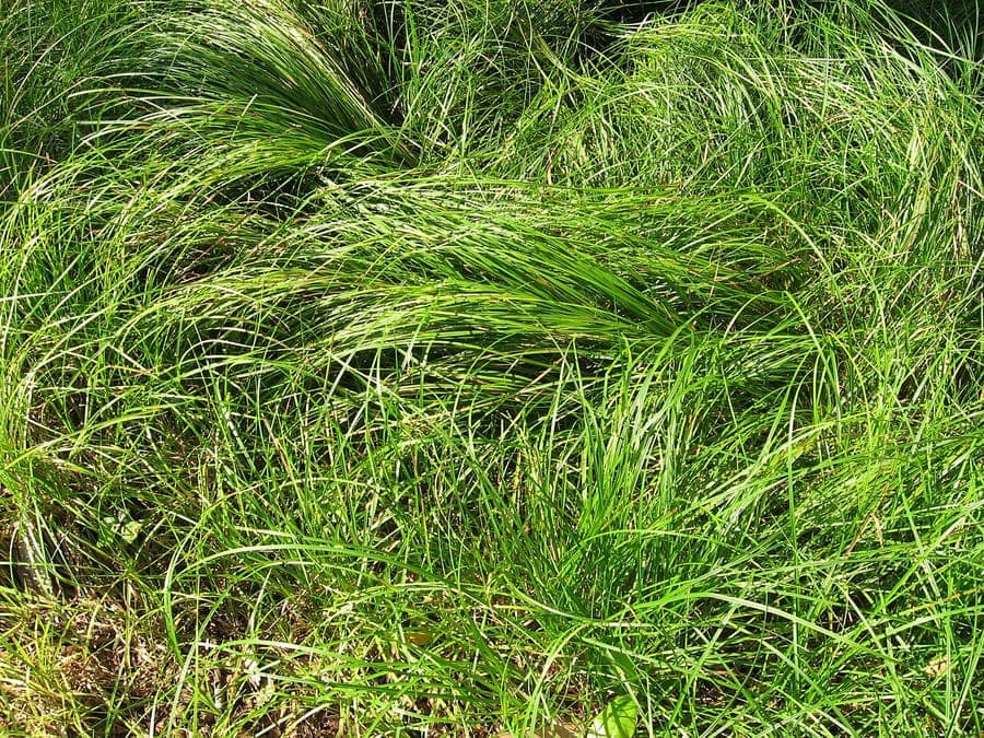 Carex pensylvanica forms dense green mats under wooded areas