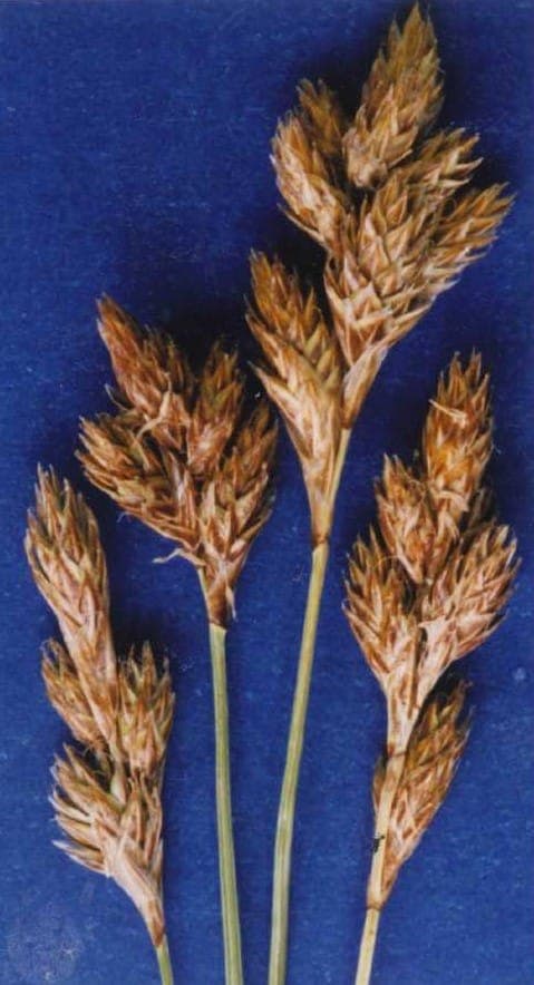 Dunhead sedge flowering in mountain regions