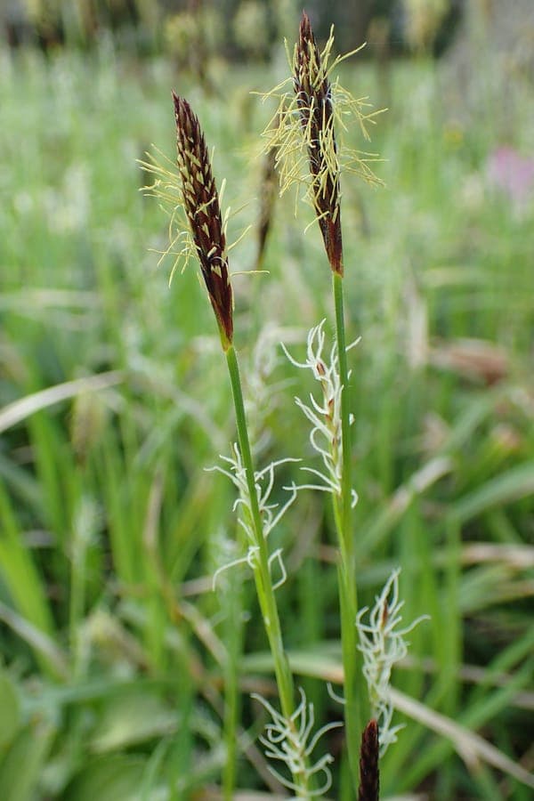 Wimper sedge (Carex pilosa) in a woodland setting with light brown flower spikes in May