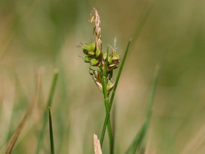 Pill sedge in dappled shade with soft green tufts and pill-like flower clusters