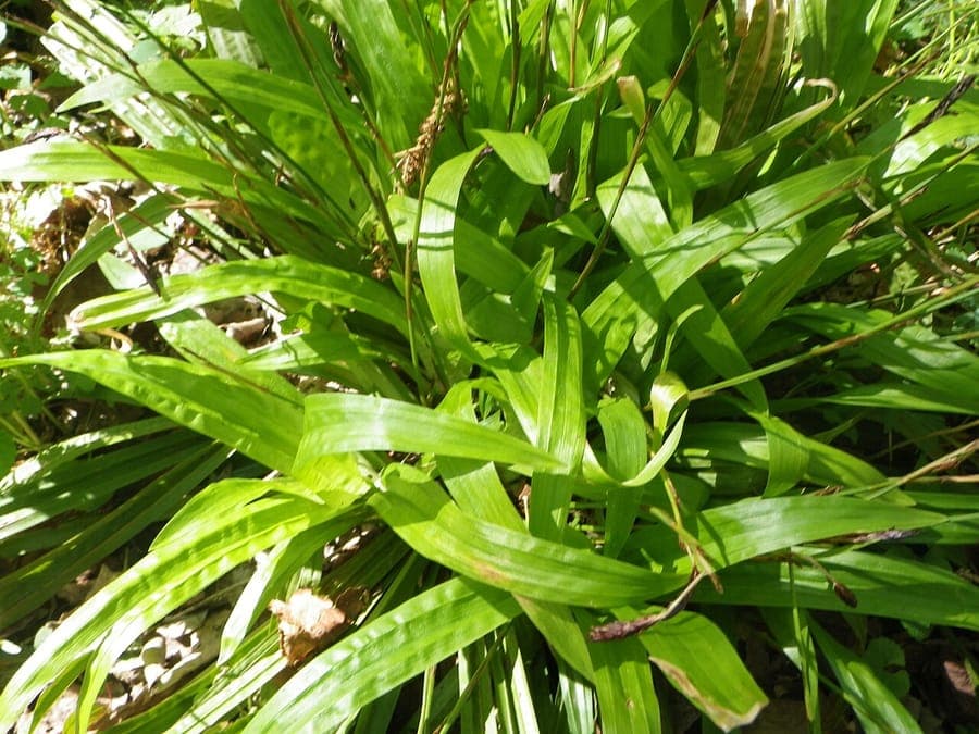 Carex plantaginea Laub grune Struktur