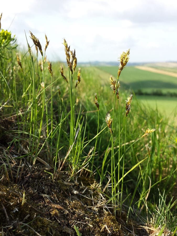 Plantation naturelle de laîche précoce au printemps, avec touffes de feuilles vert clair et épis brunâtres dressés.