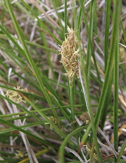 Carex praegracilis clustered field sedge forming a low dense carpet of fine green blades