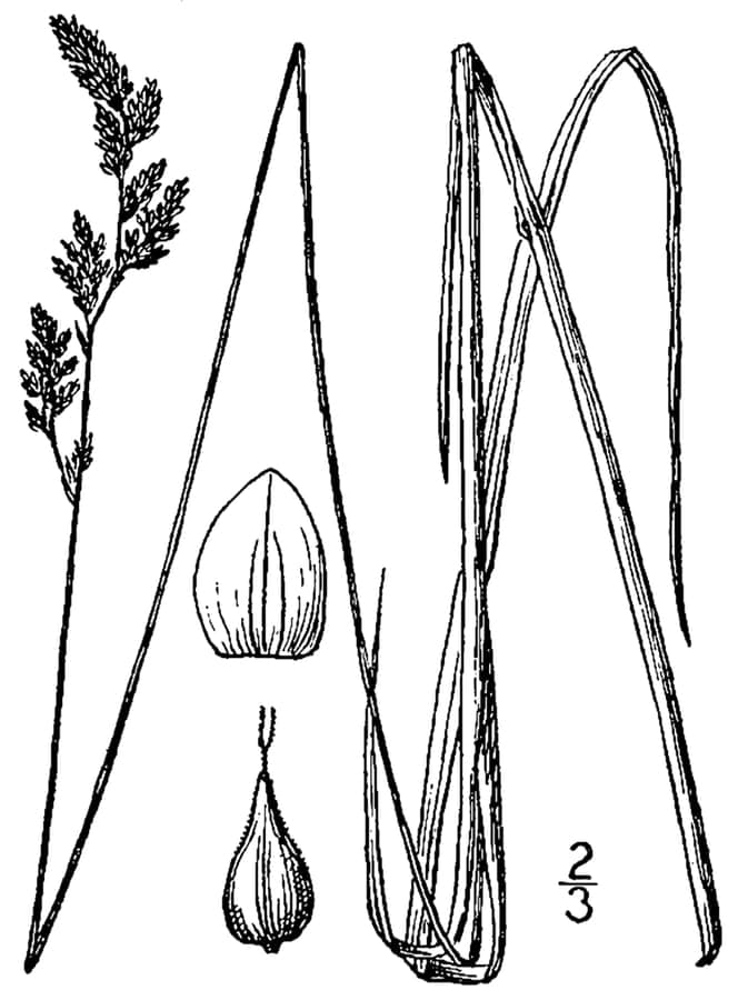 Carex prairea prairie sedge showing dense compact tufts of fine green foliage