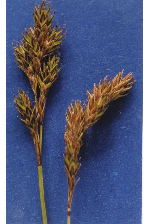 Carex praticola meadow sedge weide-zegge