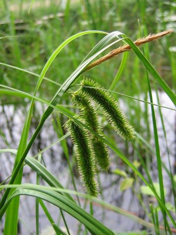 Cypress-like sedge thriving at the edge of a pond